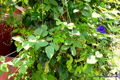 Clitoria ternatea