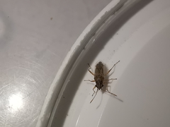 Nysius graminicola