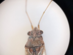 Nysius graminicola