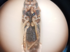 Nysius graminicola