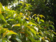 Dichorragia nesimachus formosanus