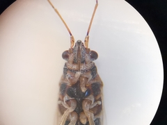 Nysius graminicola