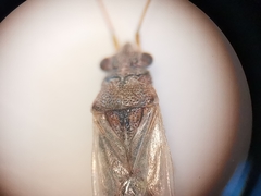 Nysius graminicola