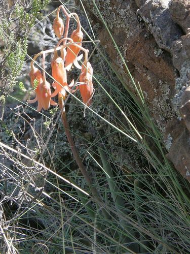 Cotyledon orbiculata var. flanaganii image