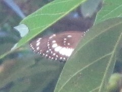 Euploea eichhorni