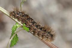 Canararctia rufescens