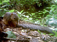 Western Palm Squirrel photo 2