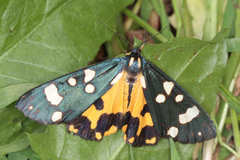 Callimorpha dominula rossica