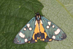 Callimorpha dominula rossica