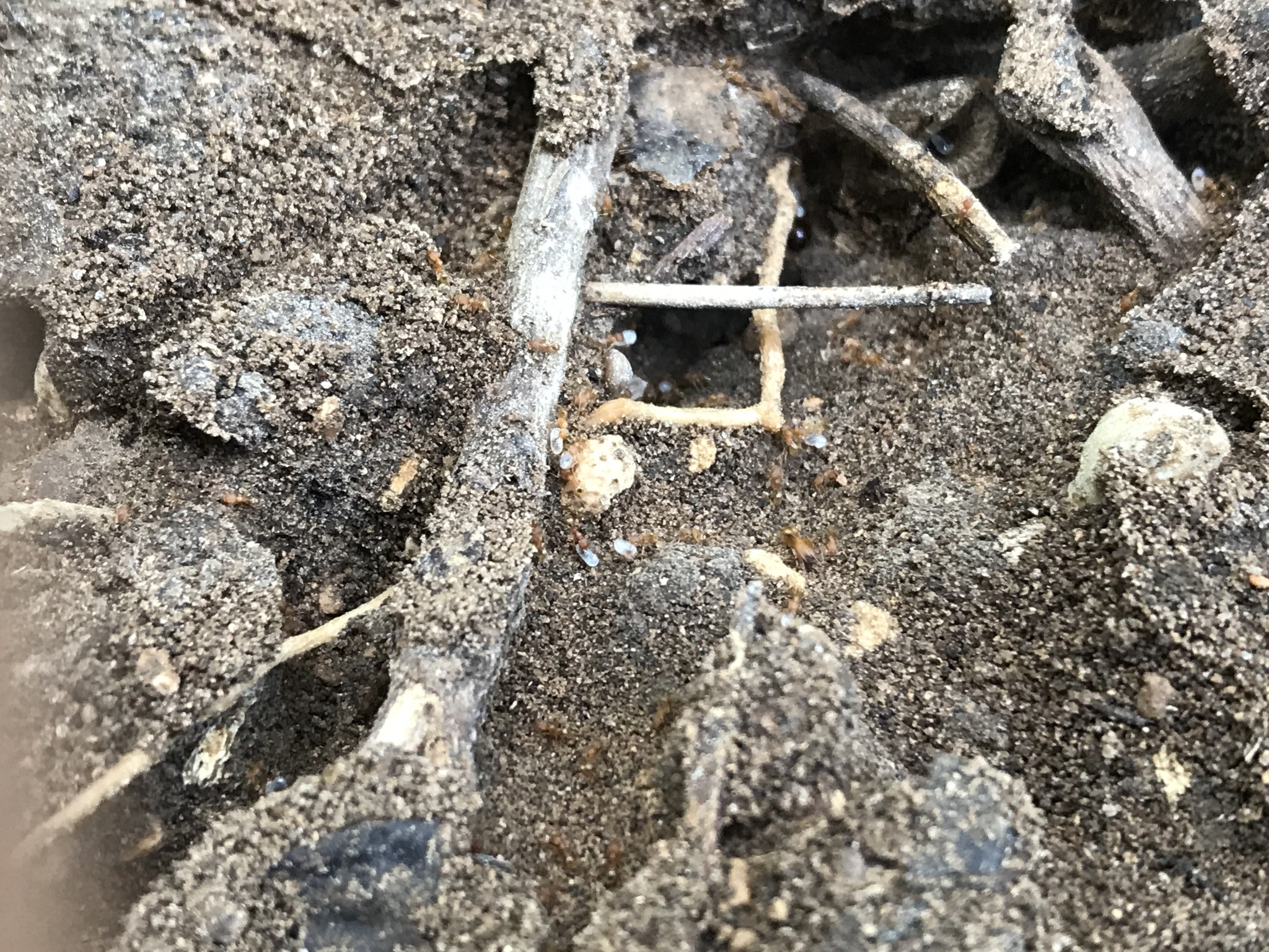 Pheidole bilimeki