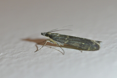 Eudonia cataxesta