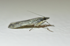 Eudonia cataxesta