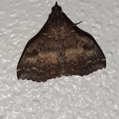 Phlyctaina irrigualis