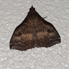 Phlyctaina irrigualis