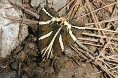 Euplagia quadripunctaria fulgida