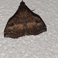 Phlyctaina irrigualis