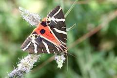 Euplagia quadripunctaria fulgida