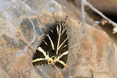 Euplagia quadripunctaria fulgida