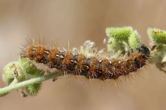 Euplagia quadripunctaria fulgida