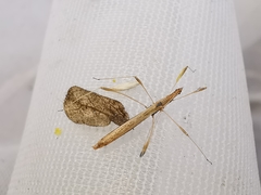 Neides aduncus