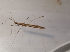 Neides aduncus