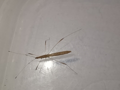 Neides aduncus