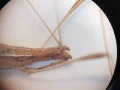 Neides aduncus