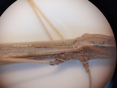 Neides aduncus
