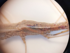 Neides aduncus