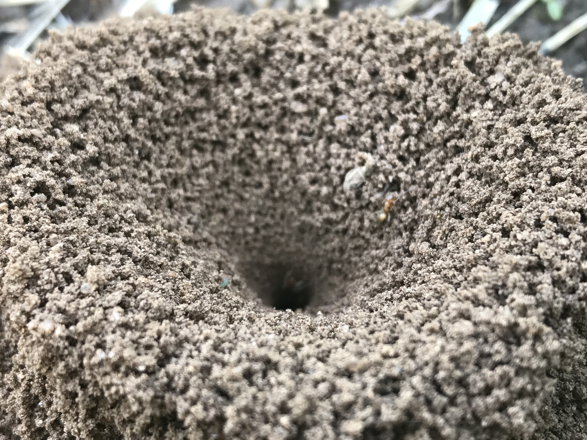 Dorymyrmex flavus