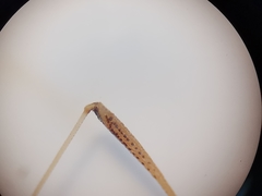 Neides aduncus