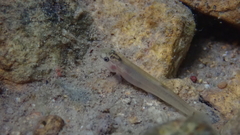 Oreonectes platycephalus