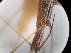 Neides aduncus