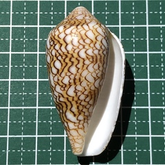Conus textile