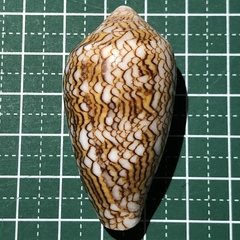 Conus textile