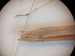Neides aduncus