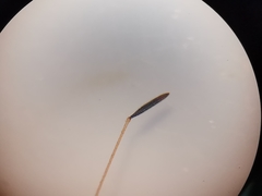 Neides aduncus