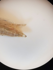 Neides aduncus