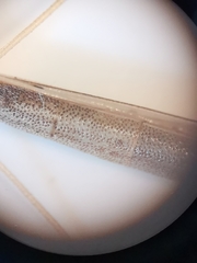 Neides aduncus