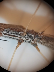 Neides aduncus