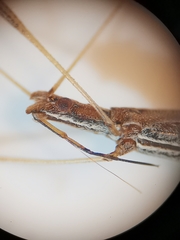 Neides aduncus