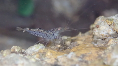 Caridina cantonensis