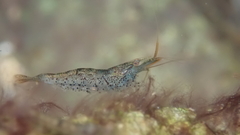 Caridina cantonensis
