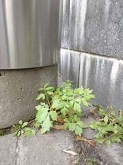 Levisticum officinale