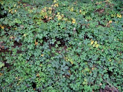 Rubus rufescens