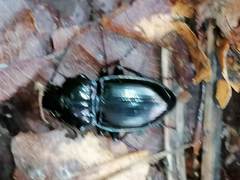 Pterostichus burmeisteri