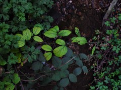 Rubus rufescens