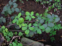 Rubus rufescens