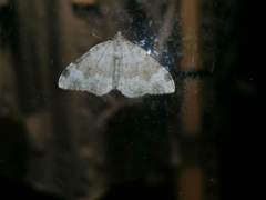 Coenotephria tophaceata