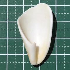 Conus aulicus